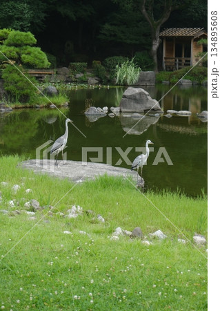 Herons Reflecting In Tranquil Garden Pond Herons Reflecting In Tranquil Garden Pond 134895608