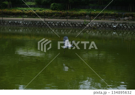 Grey Heron Flying Over Calm Green Water Grey Heron Flying Over Calm Green Water 134895632