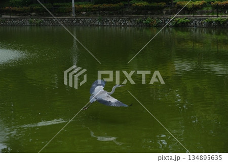 Grey Heron Flight Over Calm Green Waters Grey Heron Flight Over Calm Green Waters 134895635