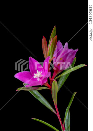 サザンクロスの花 134895639