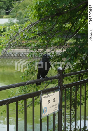 Black Crow Perched On Metal Railing Black Crow Perched On Metal Railing 134895642