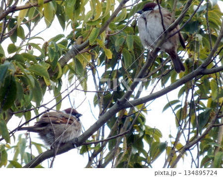 樹木で休む雀 134895724