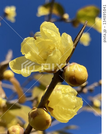 青空に咲く蝋梅（ロウバイ）の花　冬から春への植物イメージ 134895841