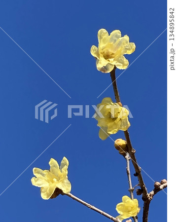 青空に咲く蝋梅（ロウバイ）の花　余白のある冬の植物イメージ 134895842