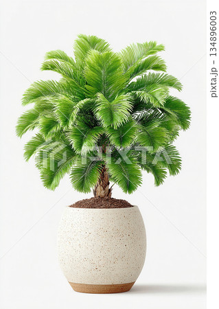 Plant with green leaves. Potted palm tree with wide, green leaves in white ceramic pot on a white background. Vertical view. Palm tree with fleshy leaves. Plant with green leaves. Potted palm tree with wide, green leaves in white ceramic pot on a white background. Vertical view. Palm tree with fleshy leaves. 134896003
