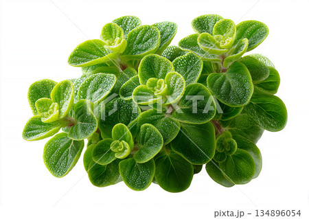 Fleshy leaves. Oregano plant with small leaves in ceramic pot on a white background. Top view. 134896054