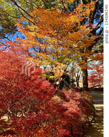 紅葉〈岡崎城公園/愛知県岡崎市〉 134896140