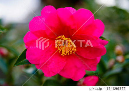 鮮やかな椿 紅色の花 冬の花 生命感 華やかさ 鮮やかな椿 紅色の花 冬の花 生命感 華やかさ 134896375