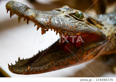 ワニの頭部　鋭い牙　野生の迫力　質感描写　捕食者 134896376