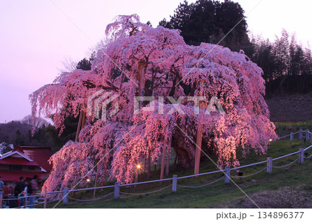 三春町 満開の滝桜のライトアップ 三春町 満開の滝桜のライトアップ 134896377