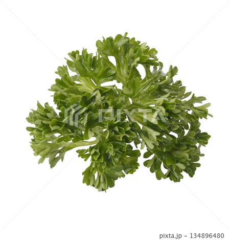 Curly Parsley is a leafy herb that grows like a small shrub isolated on a white background 134896480