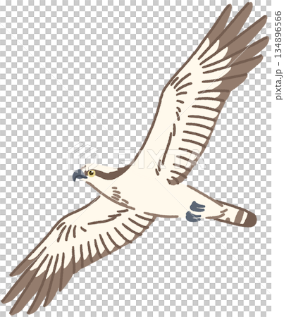 Illustration of a flying osprey 134896566
