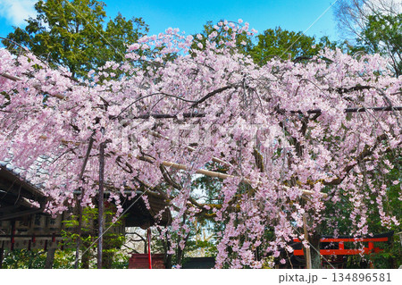 京都　水火天満宮　美しい枝垂れ桜（京都府京都市上京区） 134896581
