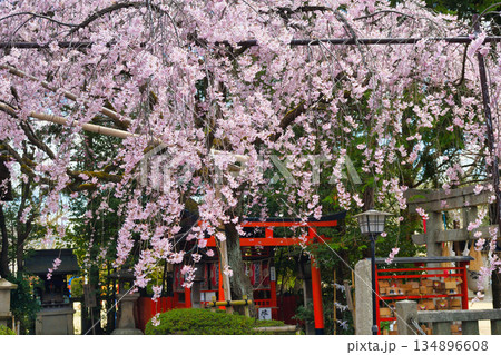京都 水火天満宮 美しい枝垂れ桜(京都府京都市上京区) 京都 水火天満宮 美しい枝垂れ桜(京都府京都市上京区) 134896608