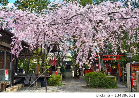 京都 水火天満宮 美しい枝垂れ桜(京都府京都市上京区) 京都 水火天満宮 美しい枝垂れ桜(京都府京都市上京区) 134896611