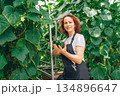 Caucasian woman presenting fresh cucumbers in greenhouse, proud grower holding cluster of dark green fruits, smiling face with backdrop, bright natural light, farmtotable storytelling mood 134896647