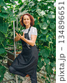Woman checks cucumbers, Female gardener examines cucumbers carefully in greenhouse environment, Female worker performs detailed quality inspection of cucumbers during greenhouse cultivation 134896651