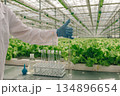 Sampling greenhouse nutrients, Greenhouse worker gathers leaf nutrient specimens carefully, Scientist methodically obtains nutrient samples from greenhouse leafy greens using sterile glassware 134896654