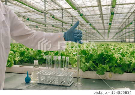 Sampling greenhouse nutrients, Greenhouse worker gathers leaf nutrient specimens carefully, Scientist methodically obtains nutrient samples from greenhouse leafy greens using sterile glassware Sampling greenhouse nutrients, Greenhouse worker gathers leaf nutrient specimens carefully, Scientist methodically obtains nutrient samples from greenhouse leafy greens using sterile glassware 134896654