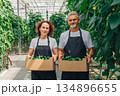 Greenhouse cucumber harvest, Couple displaying fresh cucumber harvest, Familyowned farm showcasing cucumber bounty together, Caucasian partners proudly pose with their cucumber harvest outside 134896655