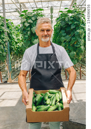Farmer with cucumbers, Cultivator showcases ripe vegetables in sunlit greenhouse, Agricultural worker confidently exhibits sustainable hydroponic cucumbers in greenhouse setting for market sale 134896656