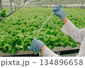 Team manages crops, Scientists supervise indoor farming, Researchers oversee controlled vegetable growth, Pair of specialists monitor efficient lettuce production within glasshouse environment 134896658