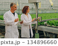 Laboratory experts assess plant lines, Scientists examine crop conveyor systems carefully, Team of specialists analyze greenery along conveyor belts using digital devices for quality control 134896660