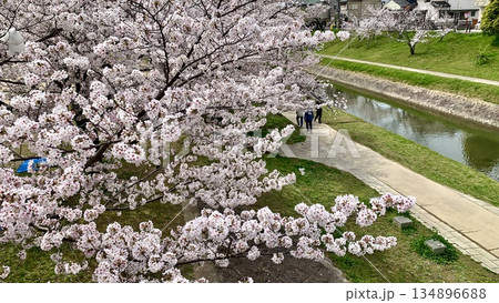 満開の桜に彩られた伊賀川〈岡崎城公園/愛知県岡崎市〉 満開の桜に彩られた伊賀川〈岡崎城公園/愛知県岡崎市〉 134896688