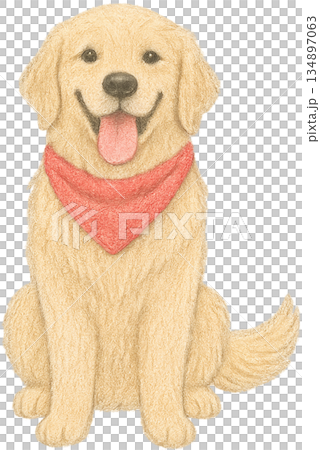 Golden Retriever Sitting with Red Bandana Golden Retriever Sitting with Red Bandana 134897063