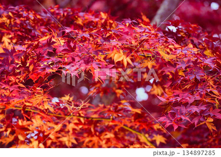 紅葉の絨毯 紅葉の絨毯 134897285