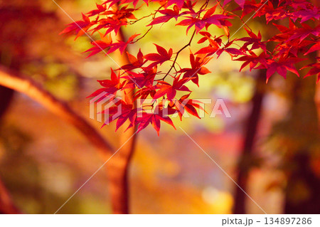 紅葉の絨毯 紅葉の絨毯 134897286