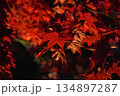 紅葉の絨毯 134897287
