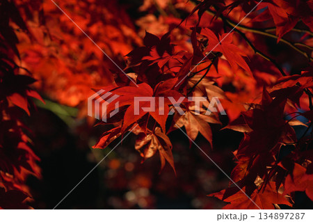 紅葉の絨毯 紅葉の絨毯 134897287