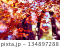 紅葉の絨毯 134897288