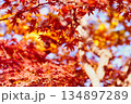 紅葉の絨毯 134897289