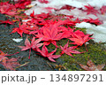 紅葉の絨毯 134897291