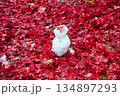 紅葉の絨毯 134897293