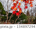 紅葉の絨毯 134897294