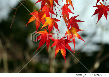紅葉の絨毯 134897295