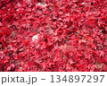 紅葉の絨毯 134897297