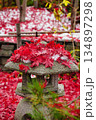 紅葉の絨毯 134897298