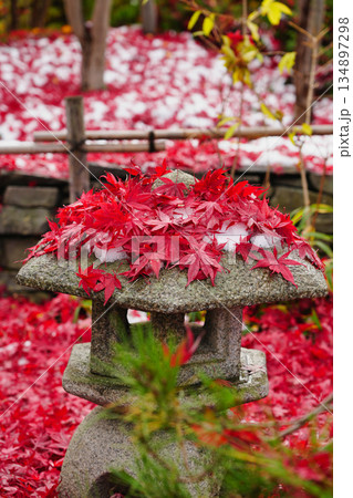 紅葉の絨毯 紅葉の絨毯 134897298