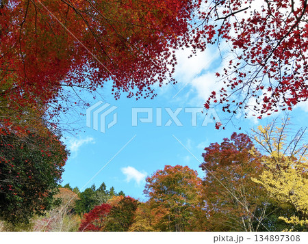 青空と紅葉 134897308
