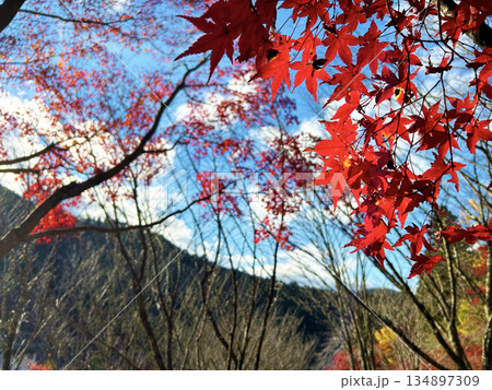 紅葉の山を背景にした山 紅葉の山を背景にした山 134897309