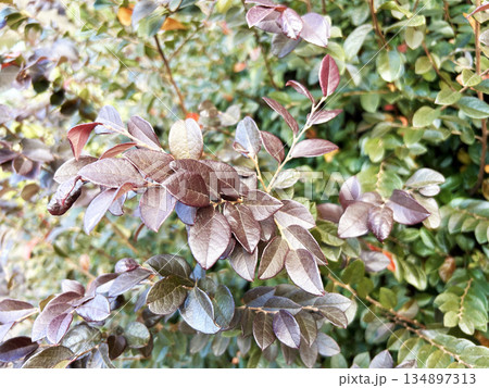 紅葉したトキワマンサク 134897313