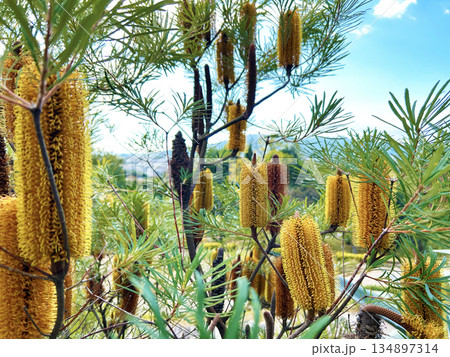 鮮やかなバンクシア 134897314