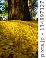 イチョウの落ち葉 134897327