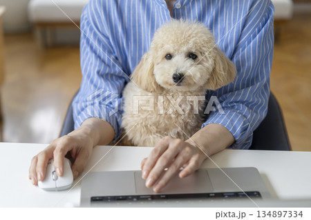 愛犬を抱いてパソコンで作業をするミドル女性の手元 在宅勤務イメージ 愛犬を抱いてパソコンで作業をするミドル女性の手元 在宅勤務イメージ 134897334