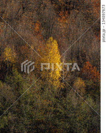 forest with trees in various shades of green and yellow forest with trees in various shades of green and yellow 134897673