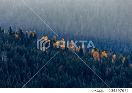 forest with trees that are mostly green, but some of them have yellow leaves forest with trees that are mostly green, but some of them have yellow leaves 134897675